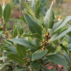 Саженцы Комплект 5шт / Лавр благородный (Laurus nobilis)