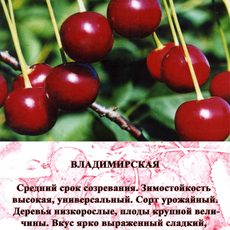 Вишня Владимирская - натуральный вкус природы Вишня Владимирская - натуральный вкус природы
