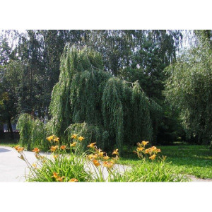 Саженцы Ива плакучая (зеленая)