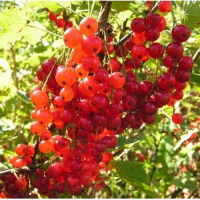 Смородина Голландская (Красная..