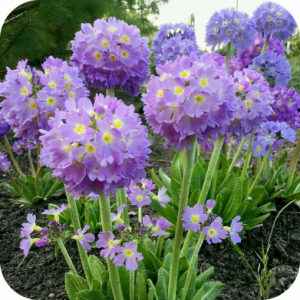 Саженцы Примула Лайлак (Lilac)