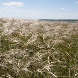 Саженцы Ковыль Байкальский