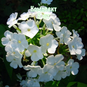 Саженцы Комплект 5шт / Флокс метельчатый Дэвид