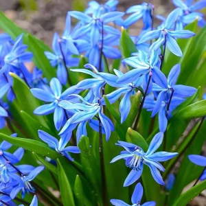 Саженцы Пролеска сибирская (Scilla siberica)