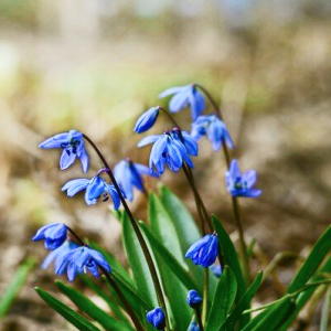 Саженцы Комплект 5шт / Пролеска сибирская (Scilla siberica.. Саженцы Комплект 5шт / Пролеска сибирская (Scilla siberica..