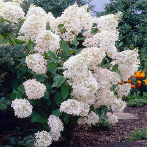 Саженцы Гортензия Грандифлора (Grandiflora) (метельчатая)