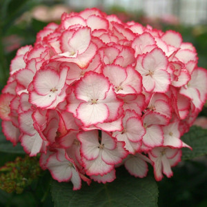 Саженцы Гортензия Мэджикал Колор Дрим (Magical Color Dream..