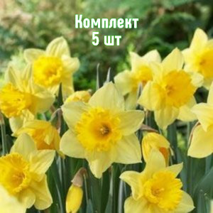 Комплект 5шт / Нарцисс Карлтон Комплект 5шт / Нарцисс Карлтон