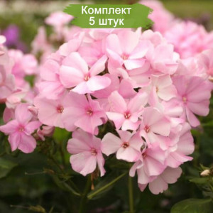 Саженцы Флокс Пинки Хилл (Pinky Hill)