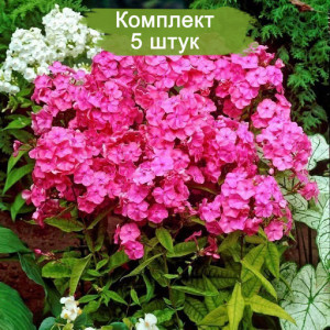 Саженцы Флокс Райстром (Rijnstroom )