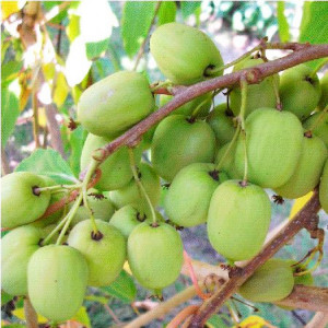 Саженцы Актинидия Римма (женская)