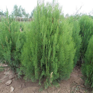 Саженцы Туя Восточная от 150 см