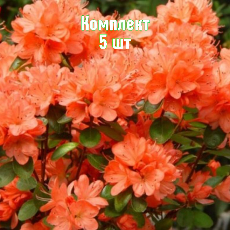 Комплект 5шт / Рододендрон Гибралтар Комплект 5шт / Рододендрон Гибралтар