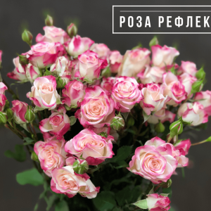 Саженцы Роза Рефлекс (кустовая)