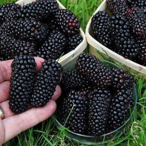 Саженцы Шаровидная шелковица Черный принц