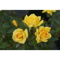 Роза Йеллоу Эвелин (Yellow Eve..