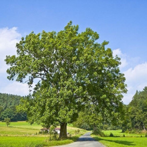 Саженцы Ясень Обыкновенный (40-60 см)